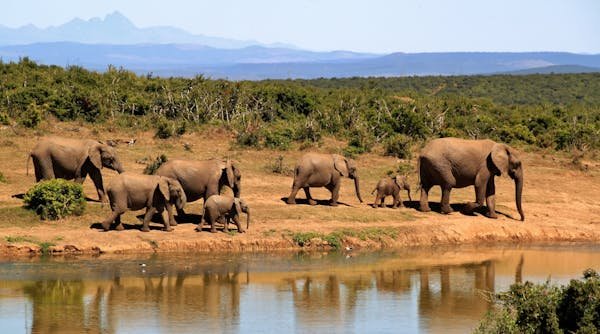Découvrez l'afrique du sud : un voyage personnalisé inoubliable